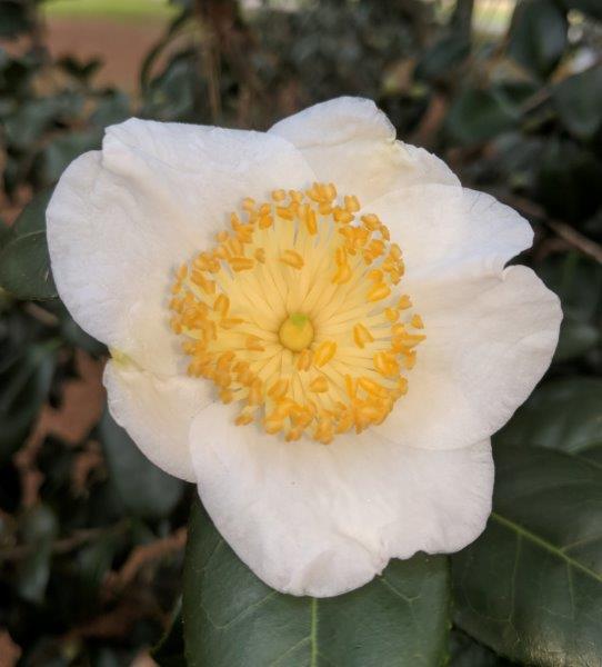 Camellia japonica "Fuji-no-yuki"