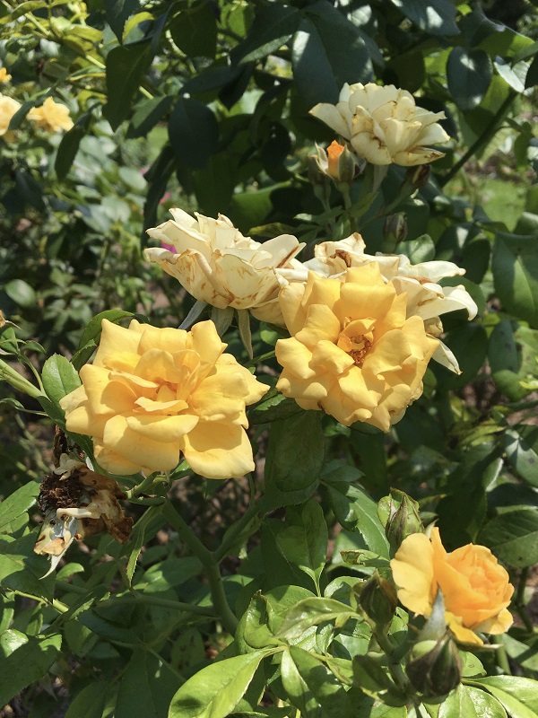 yellow rose