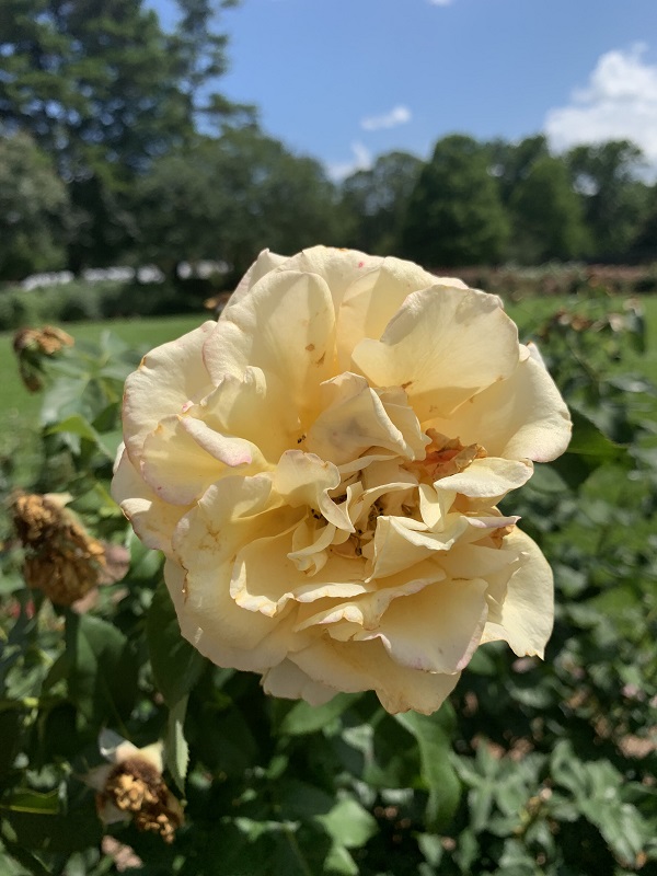 yellow rose