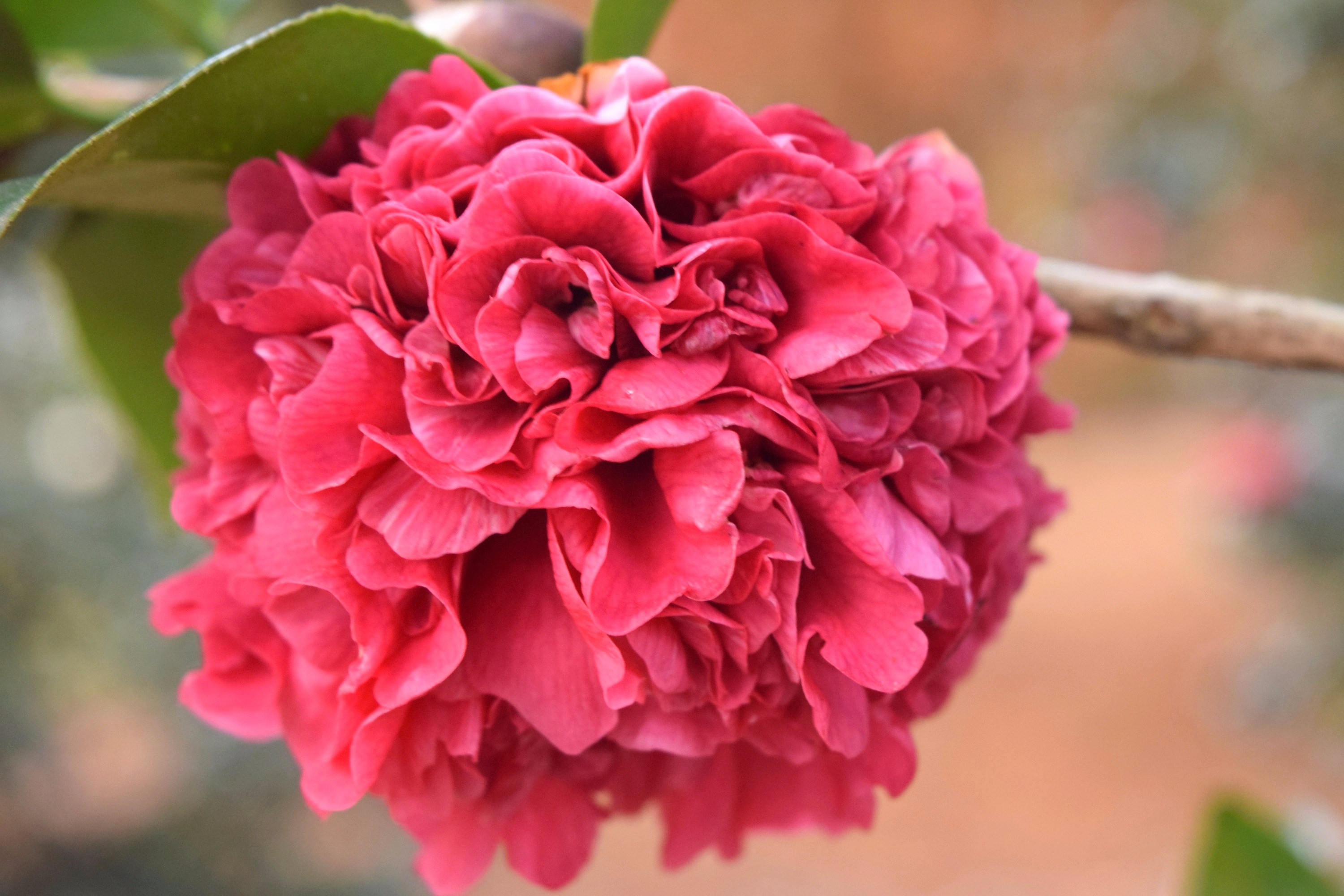 pink camellia