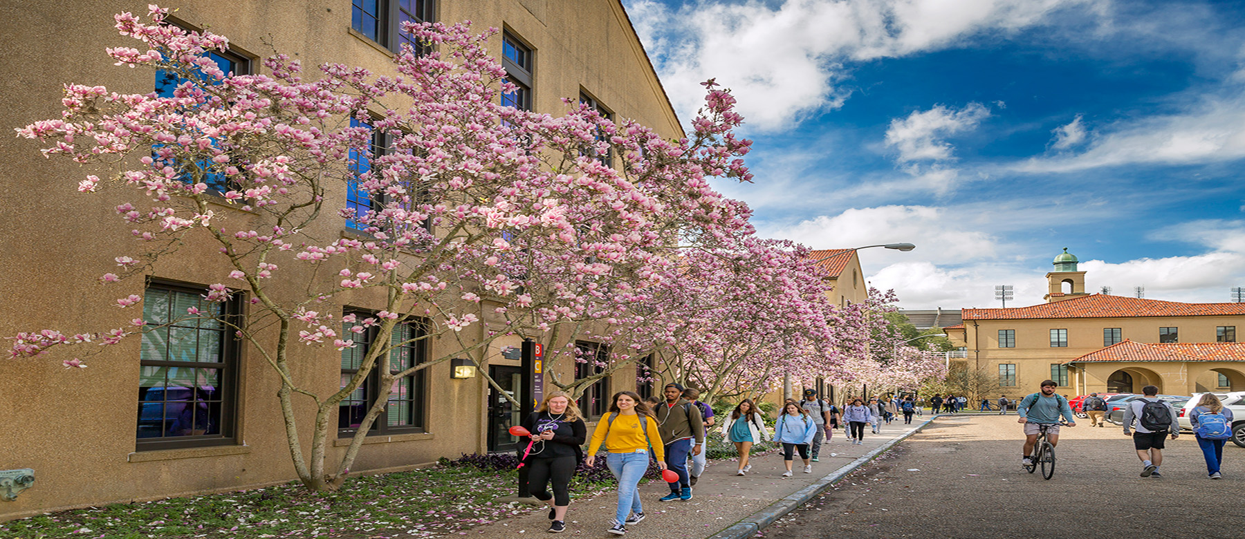 Students walking underneath japanese magnolias