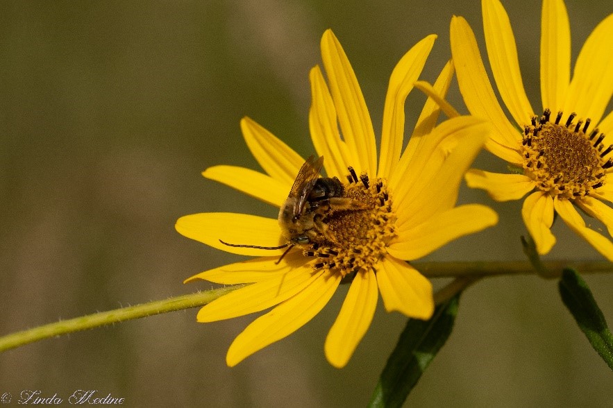 Swamp Sunflower, Helianthus angustifolius