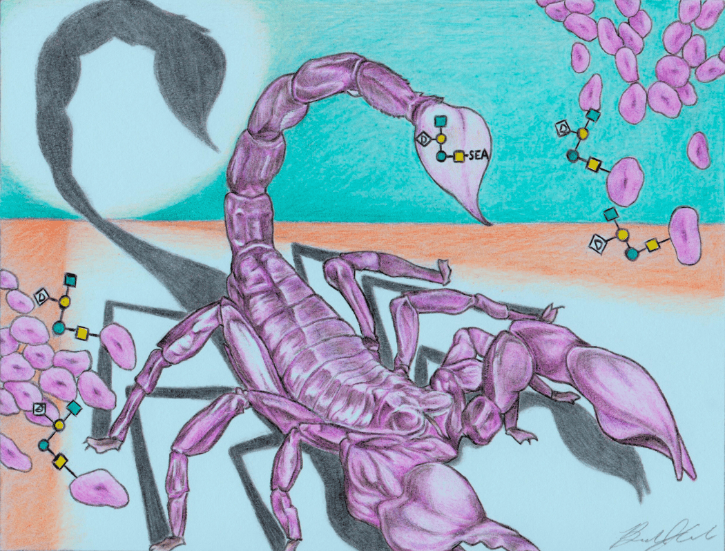 Cover art depicting a scorpion amongst a colony of A. baumannii bacteria. The bacteria bears the target pentasaccharide, depicted using “sugar code” notation on the scorpion′s stinger, symbolizing the pentasaccharide's role in virulence during A. baumannii infection. 